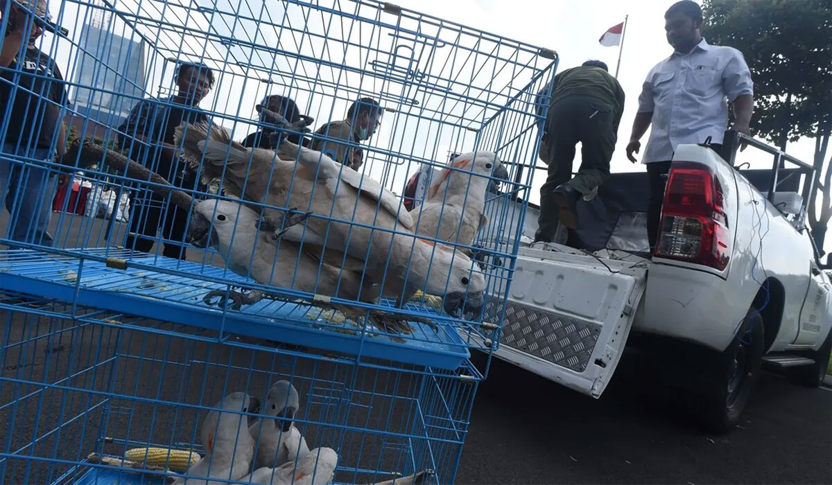 HEBOH! Polda Jatim Tangkap Jaringan Perdagangan Satwa Dilindungi, Nasib Satwa Bikin Miris