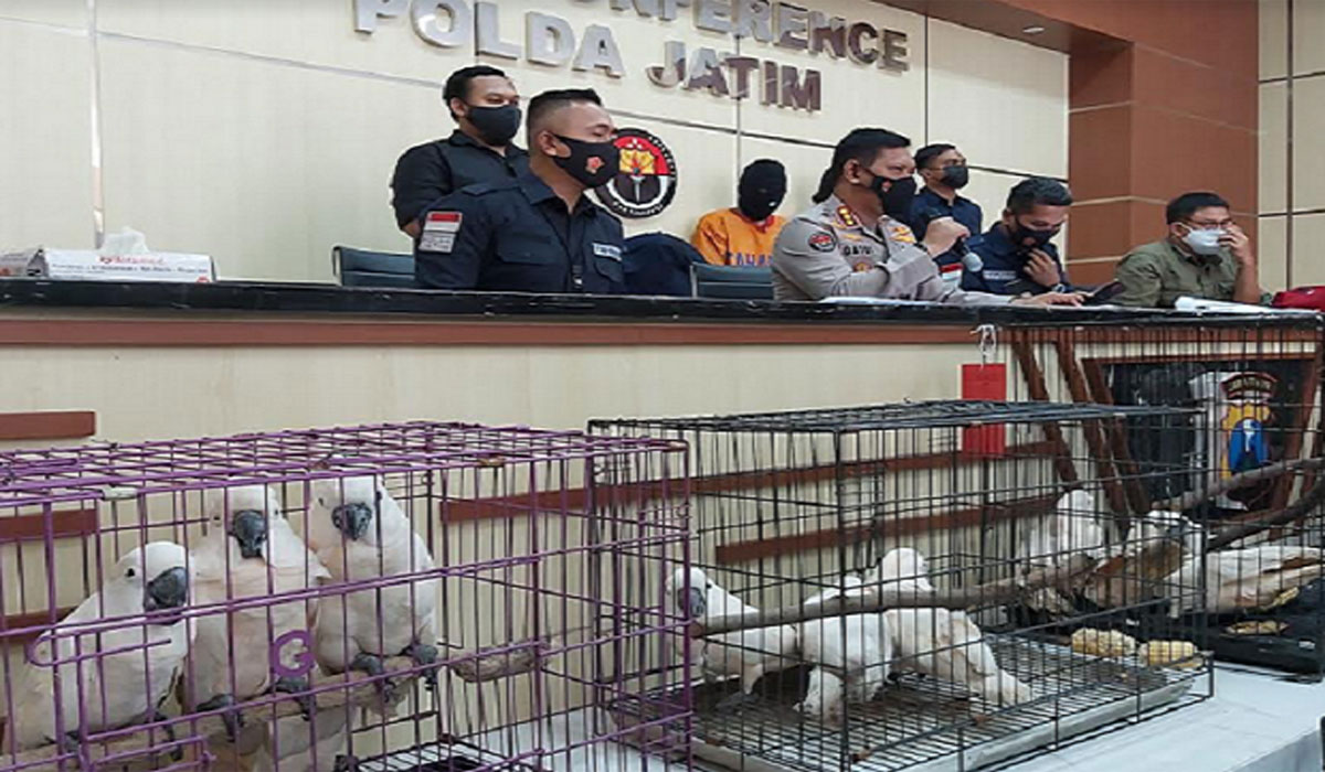 HEBOH! Polda Jatim Tangkap Jaringan Perdagangan Satwa Dilindungi, Nasib Satwa Bikin Miris
